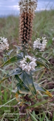 Coutoubea spicata