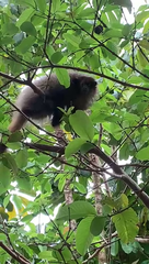 Callicebus nigrifrons