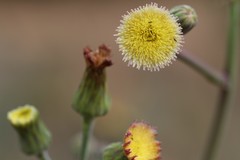 Sonchus wilmsii