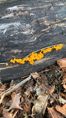 Dacrymyces spathularia