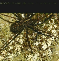 Eratigena inermis