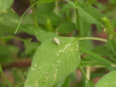 Taedia marmorata