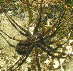 Eratigena inermis