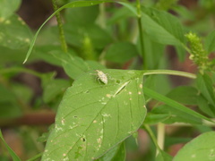 Taedia marmorata