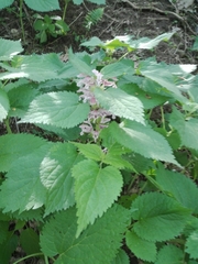 Lamium orvala