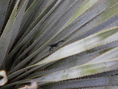 Acanthocephala thomasi