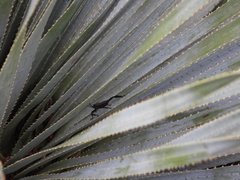 Acanthocephala thomasi