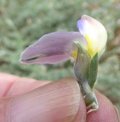 Lotononis sericophylla