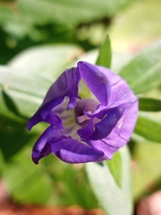 Gentiana catesbaei