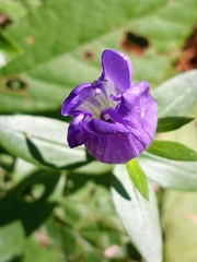 Gentiana catesbaei