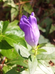 Gentiana catesbaei