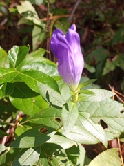 Gentiana catesbaei