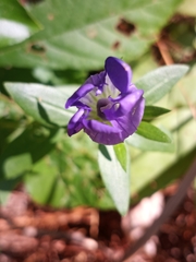 Gentiana catesbaei