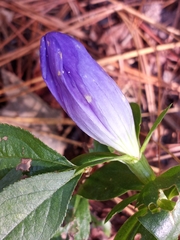 Gentiana catesbaei