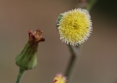Sonchus wilmsii