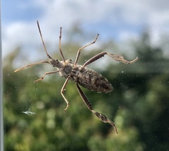 Leptoglossus clypealis