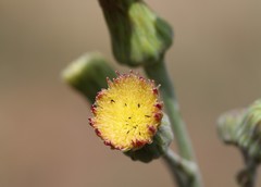 Sonchus wilmsii