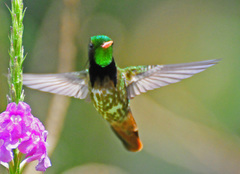 Black-Crested Coquette photo 5