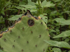 Phyllosticta concava