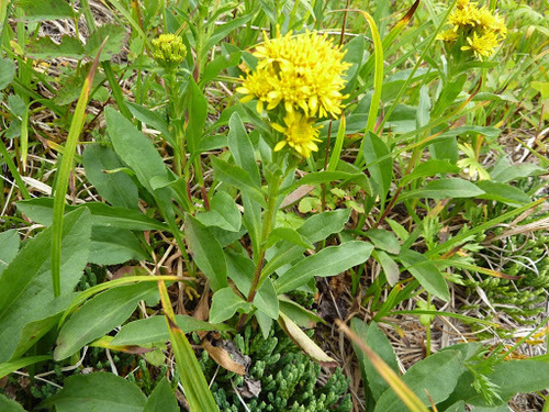 northern goldenrod