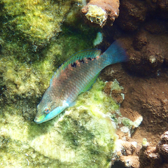 Pseudolabrus luculentus