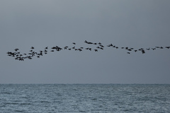 Somateria spectabilis