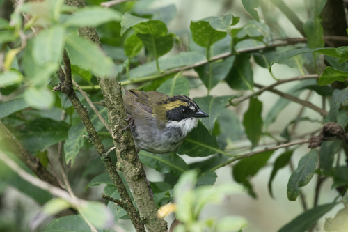 Green-striped Brushfinch (Arremon virenticeps), photo 9