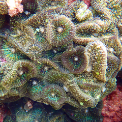 Rhodactis bryoides