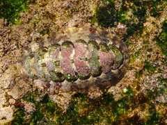 Onithochiton quercinus