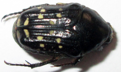 Clinteroides permutans