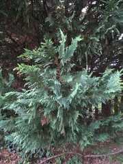 Cupressus × leylandii