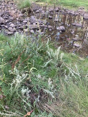 Gnaphalium exilifolium