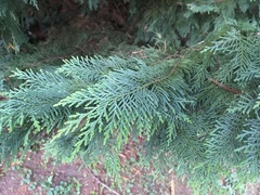 Cupressus × leylandii