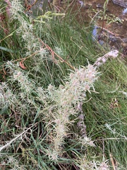 Gnaphalium exilifolium