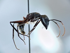Camponotus pexus