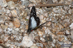 Catasticta sisamnus bithyna