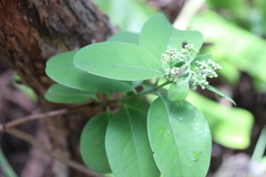 Santalum paniculatum