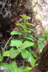 Santalum paniculatum