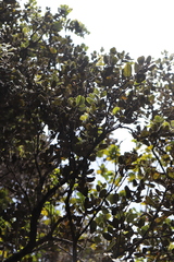 Santalum paniculatum