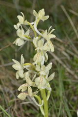 Orchis provincialis