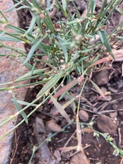 Polygonum sawatchense