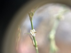 Polygonum sawatchense