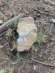 Polygonum sawatchense