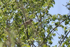 Curruca iberiae
