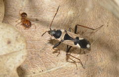 Raglius confusus
