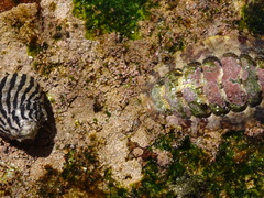 Onithochiton quercinus