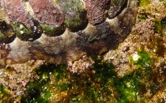 Onithochiton quercinus