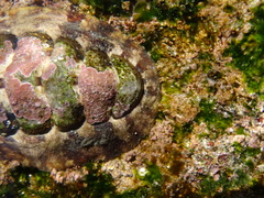 Onithochiton quercinus