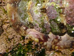 Onithochiton quercinus