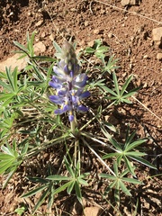 Lupinus multiflorus